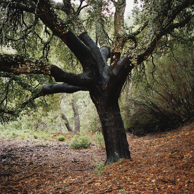Antoine Bruy Scrublands